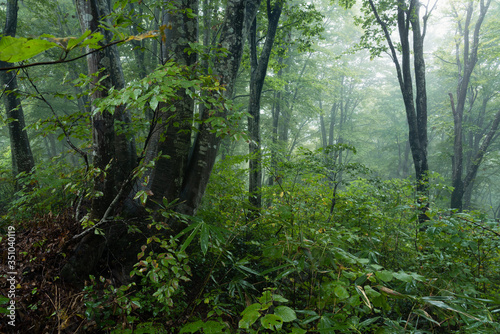 Fototapeta Naklejka Na Ścianę i Meble -  霧がかかる雨に濡れたブナ林