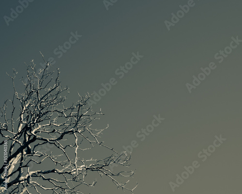 Dead Tree and Sky