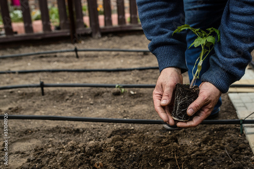 hands holding a tomatoes seedlings and plant in to the ground