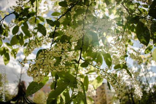 green leaves in the sun
