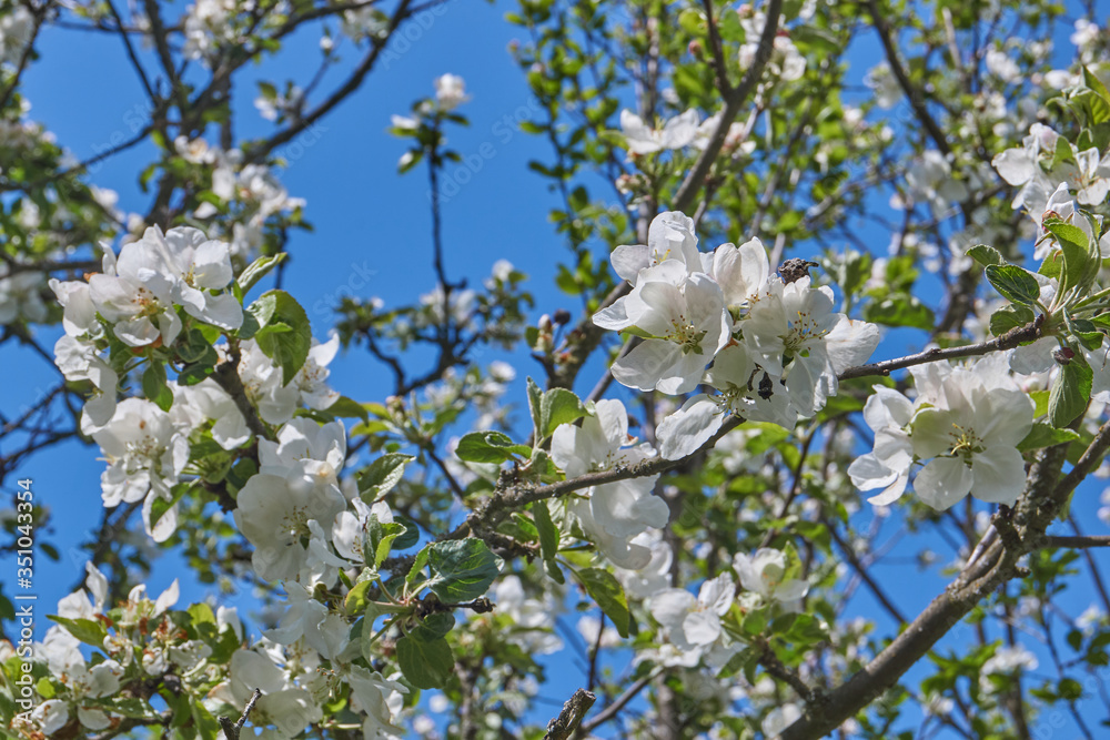 Apple trees bloom in the garden.