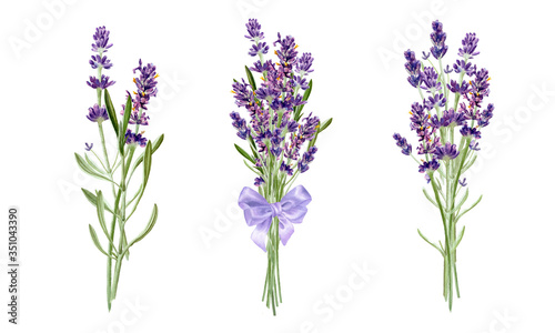Lavender flowers bouqets collection. Watercolor botanical illustration isolated on white background. 
