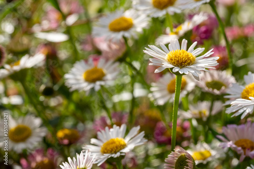 Close up of Mexican daisies  also called Cornish daisies  with white petals and yellow centres. Before they open up they are pink. The flowers attract bees and butterflies.