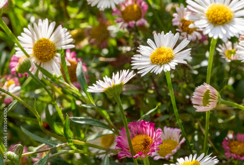 Fototapeta premium Close up of Mexican daisies, also called Cornish daisies, with white petals and yellow centres. Before they open up they are pink. The flowers attract bees and butterflies.