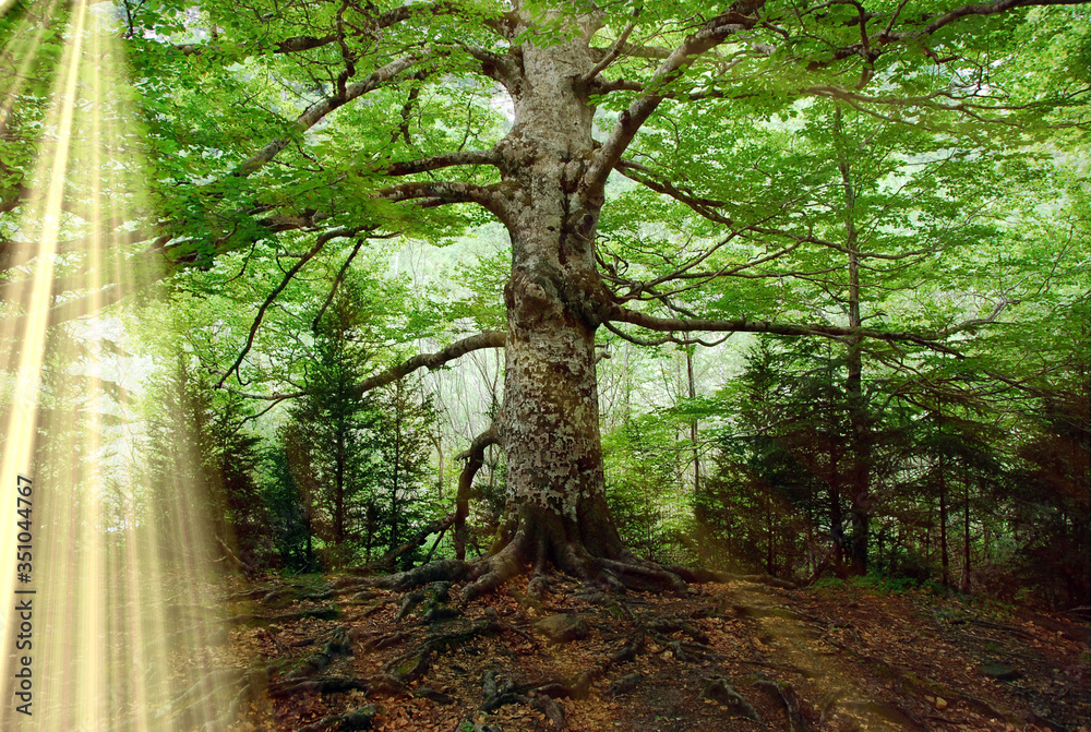 un viejo árbol en un bosque encantado un viejo árbol en un bosque encantado