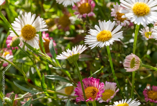 Close up of Mexican daisies  also called Cornish daisies  with white petals and yellow centres. Before they open up they are pink. The flowers attract bees and butterflies.