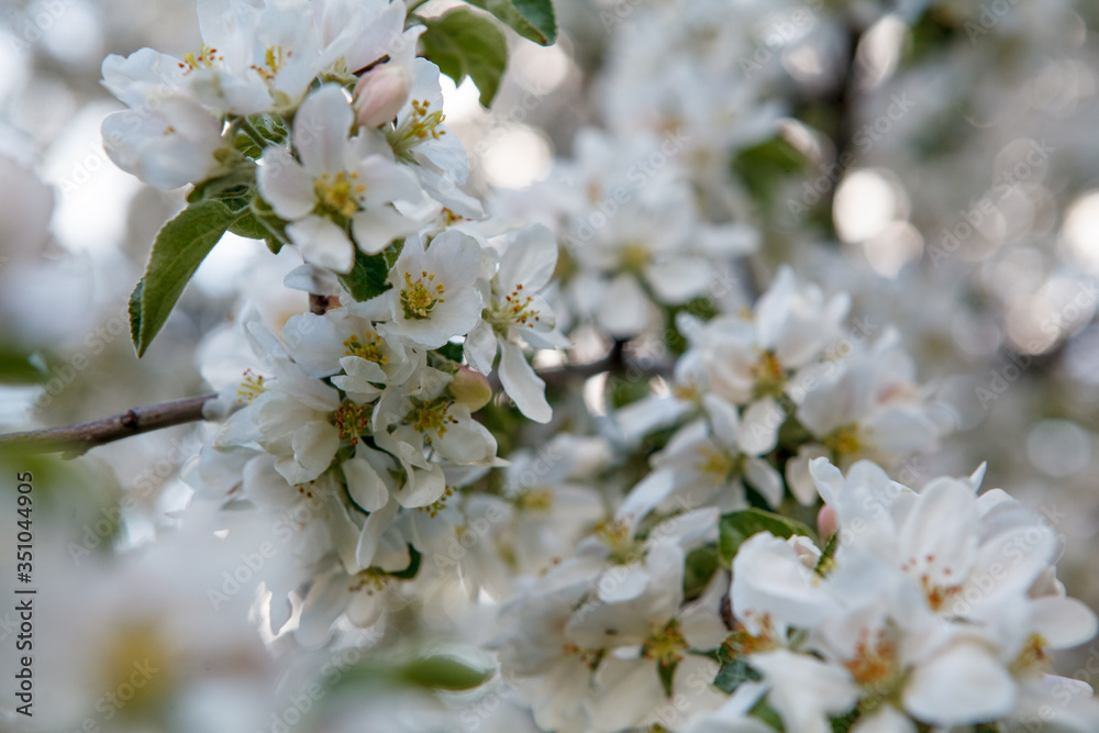 цветущая яблыня в городе,blooming apple tree in the city, цветущая яблыня в городе,blooming apple tree in the city,
