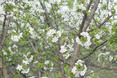 Branches of blossoming apricot macro