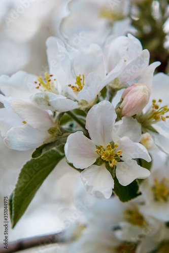 Fototapeta Naklejka Na Ścianę i Meble -  цветущая яблыня в городе,blooming apple tree in the city,