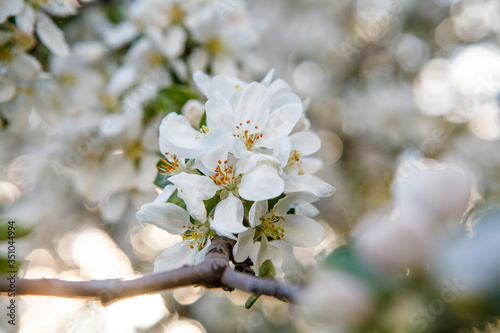 цветущая яблыня в городе,blooming apple tree in the city,