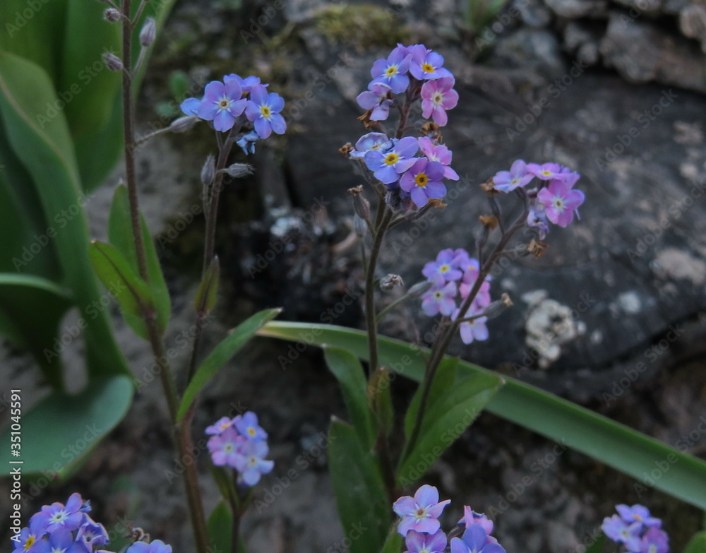 Fototapeta premium Forget-me-nots flowers close up in garden