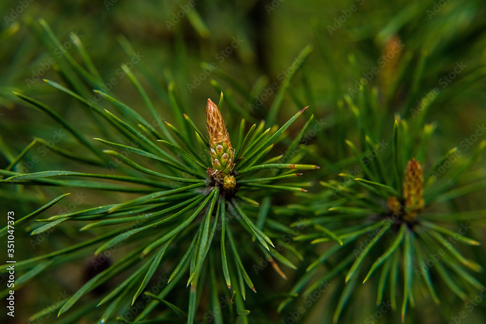macro green Pine needle cone macro green Pine needle cone