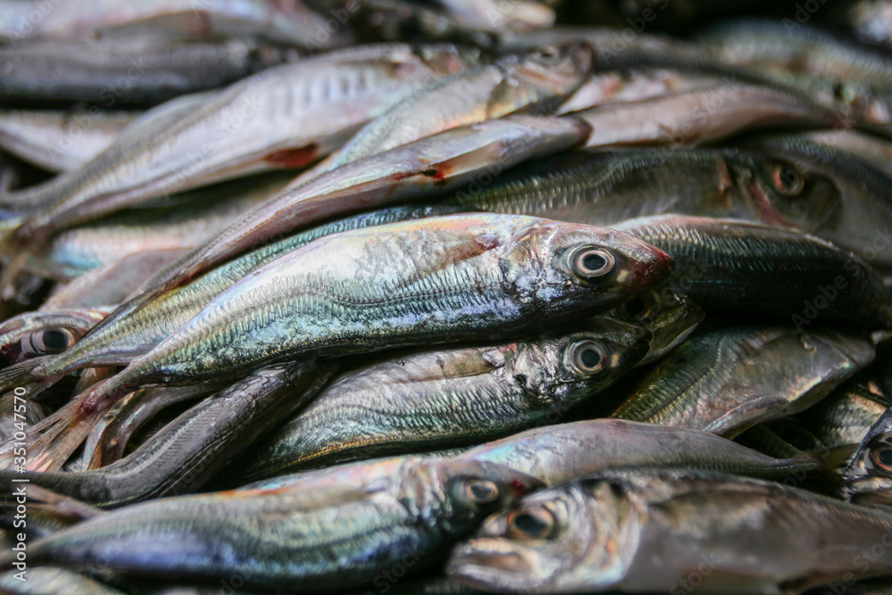 Sardina fresca en el Mercado do Bolhão, Oporto, Portugal Sardina fresca en el Mercado do Bolhão, Oporto, Portugal