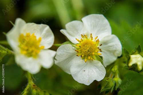 macro flower nature plant white