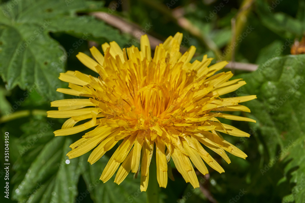A huge dandelion is blooming in the meadow. A huge dandelion is blooming in the meadow.