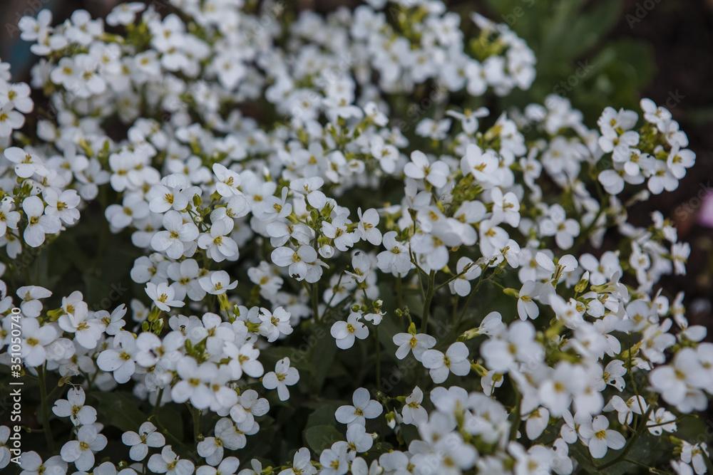 белые цветы в огороде,white flowers in the garden,