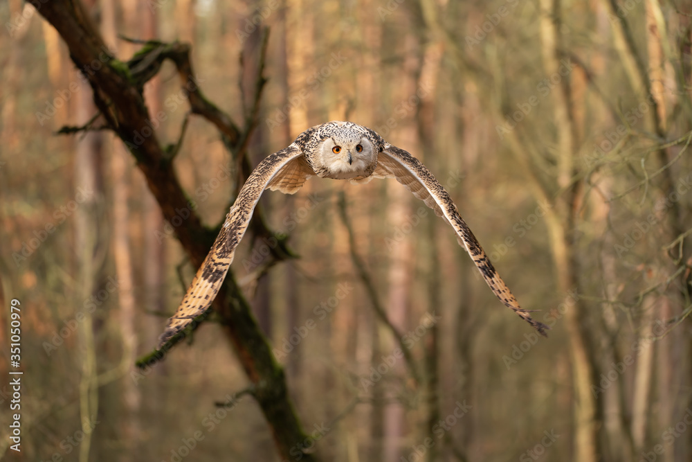 Siberian eagle owl flying in the forest. Bubo bubo sibricus. Siberian eagle owl flying in the forest. Bubo bubo sibricus.