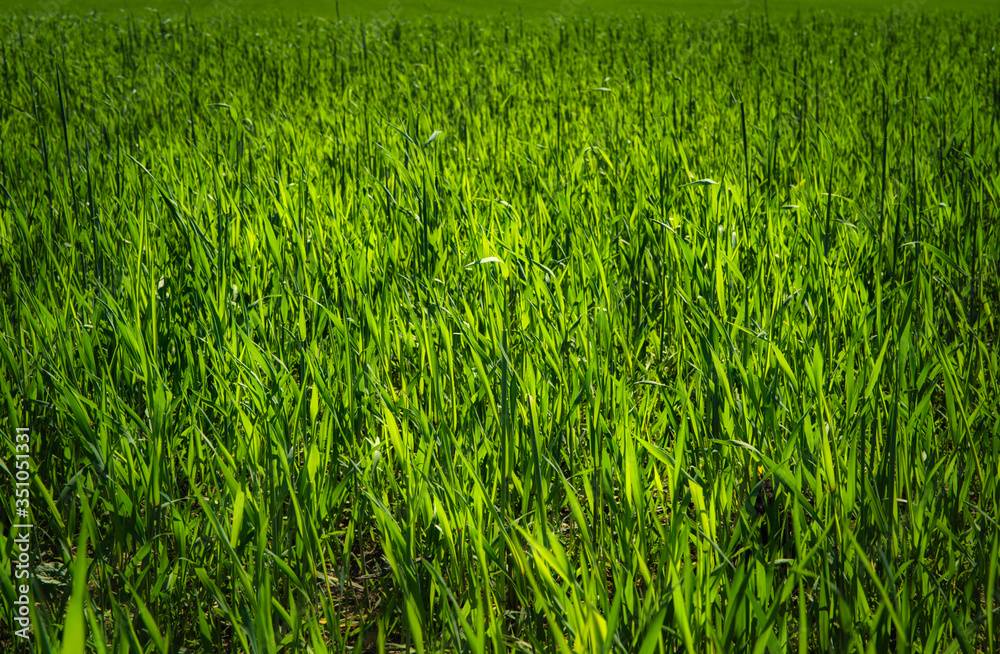 Grain field. The concept of growing plants, preparing food and meals. Field with freshly growing vegetation, agriculture. Grain field. The concept of growing plants, preparing food and meals. Field with freshly growing vegetation, agriculture.