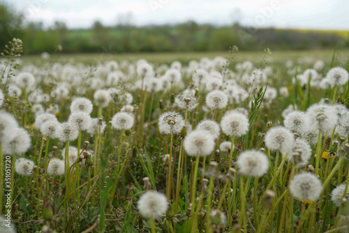 Blooming white dandelion field with dandelion seeds after flowering. Natural herb fluffy dandelions.  Taraxacum officinale F.H  flower in the grass. Spring. World Environment Day.