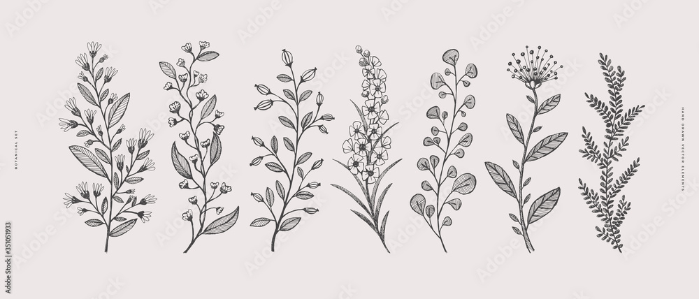 Fototapeta Big set of hand-drawn curly flowers. Wild herbs vector illustration. Floral design element for greeting card, poster, cover, invitation. Botanical retro image for a garden background.