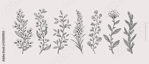 Big set of hand-drawn curly flowers. Wild herbs vector illustration. Floral design element for greeting card, poster, cover, invitation. Botanical retro image for a garden background.