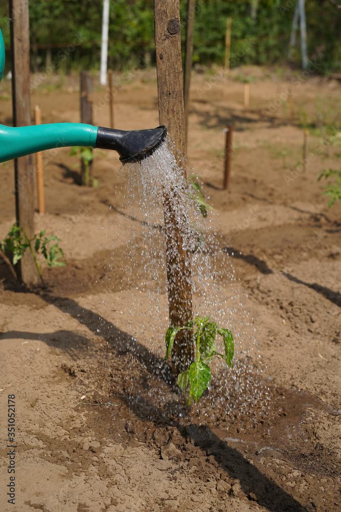 In the home kitchen garden, the farmer irrigates the pepper seedlings in the spring with a green watering can. Backyard cultivation. Europe Hungary