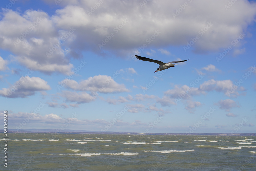 seagull flies over the rippling water in the blue sky among the white clouds. Creative natural background