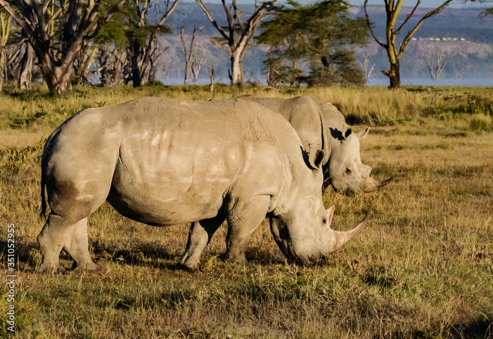 Obraz premium White rhinoceros at Lake Nakuru National Park