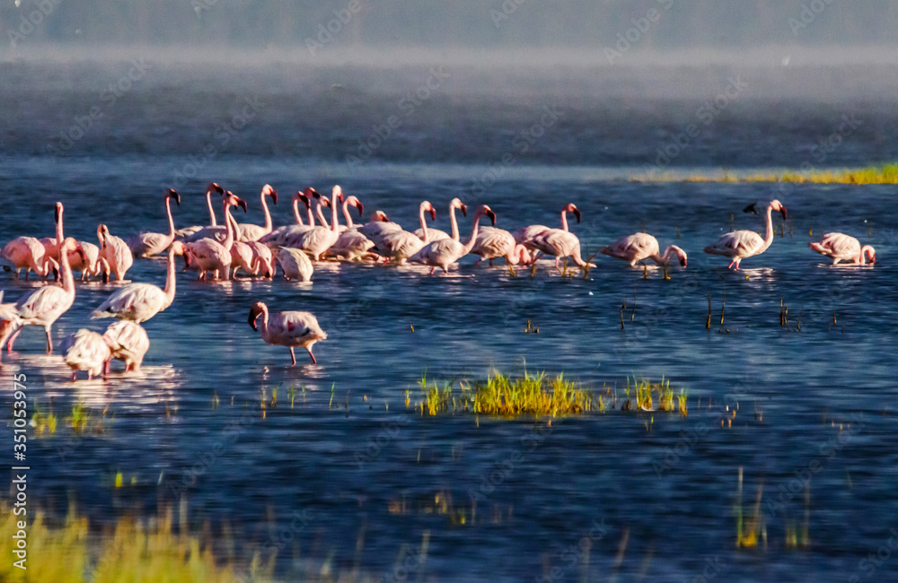 Flamingos at Lake Nakuru National Park Flamingos at Lake Nakuru National Park
