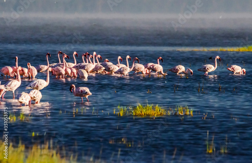 Flamingos at Lake Nakuru National Park