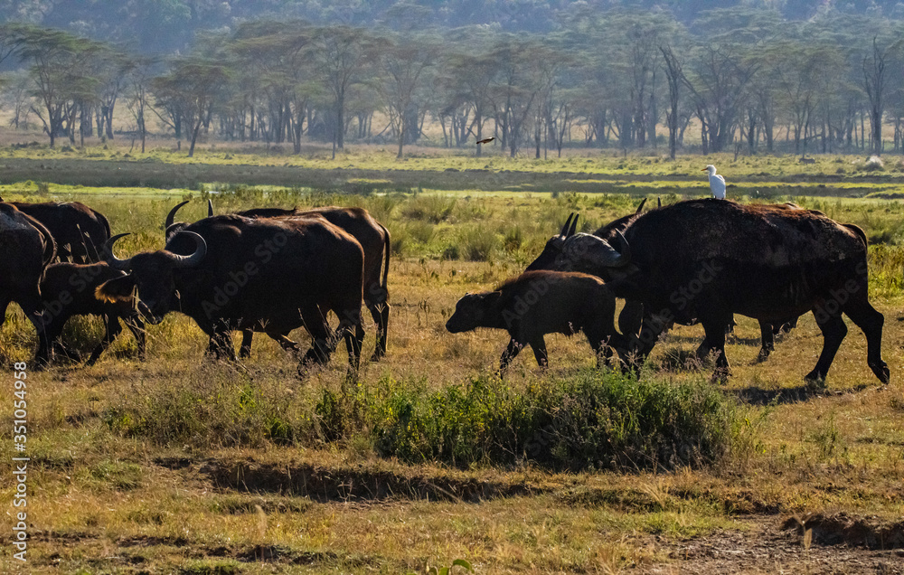 African buffalos at Lake Nakuru National Park African buffalos at Lake Nakuru National Park