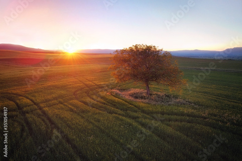 Beautiful aerial landscape of a lone tree at sunset .