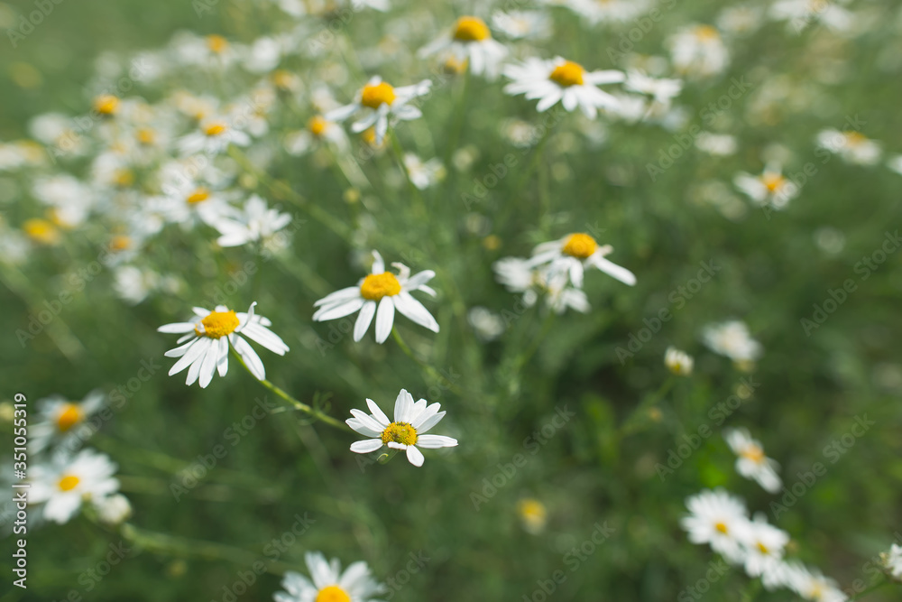 Fototapeta premium Blooming wildflower of Matricaria chamomille, on a summer day.