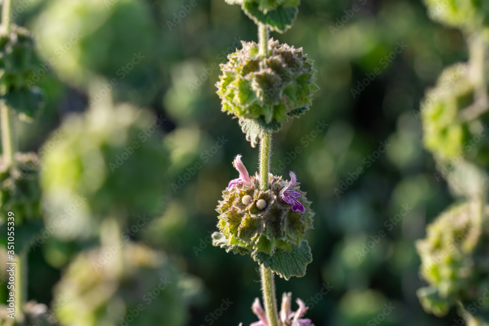 Small purple wildflowers on defocused green background illuminated by evening light Small purple wildflowers on defocused green background illuminated by evening light