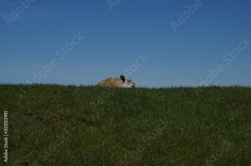 Faules Schaf auf Deichkrone photo