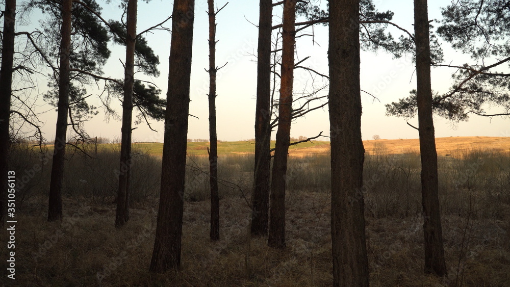 View at woodside between the pine tree trunks to countryside land. Sunny day's spring landscape with silhouettes of trees and bushes. On the ground is dry grass of last season. View at woodside between the pine tree trunks to countryside land. Sunny day's spring landscape with silhouettes of trees and bushes. On the ground is dry grass of last season.