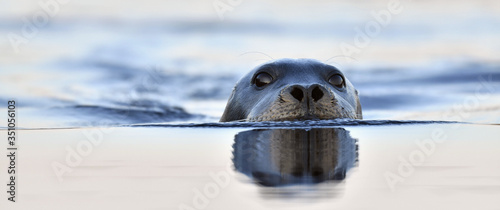 Leinwand Poster Swimming seal