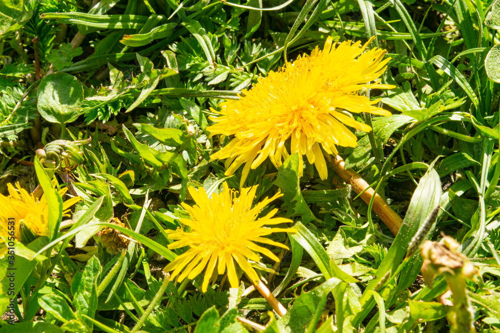 Yellow dandelions in the green grass. The first spring flowers. Close up. Yellow dandelions in the green grass. The first spring flowers. Close up.