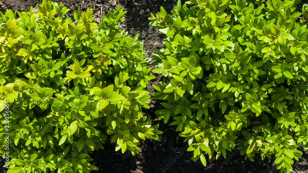Young boxwood green leaves lighted by the sun in the park. May, Spring. Background. Macro shooting, closeup Young boxwood green leaves lighted by the sun in the park. May, Spring. Background. Macro shooting, closeup