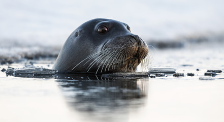 Ingelijste posters Wilde dieren Baardrob zwemt in Witte Zee  © Uryadnikov Sergey