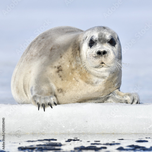 Juvenile seal resting on an ice floe. Front view, closeup. The bearded seal, also called the square flipper seal. Scientific name: Erignathus barbatus. White sea, Russia