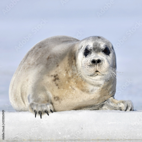 Juvenile seal resting on an ice floe. Front view, closeup. The bearded seal, also called the square flipper seal. Scientific name: Erignathus barbatus. White sea, Russia