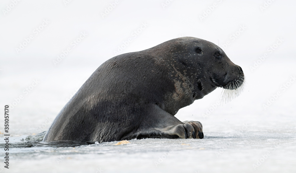 Fototapeta premium Seal climbs on an ice floe. The bearded seal, also called the square flipper seal. Scientific name: Erignathus barbatus. White sea, Russia
