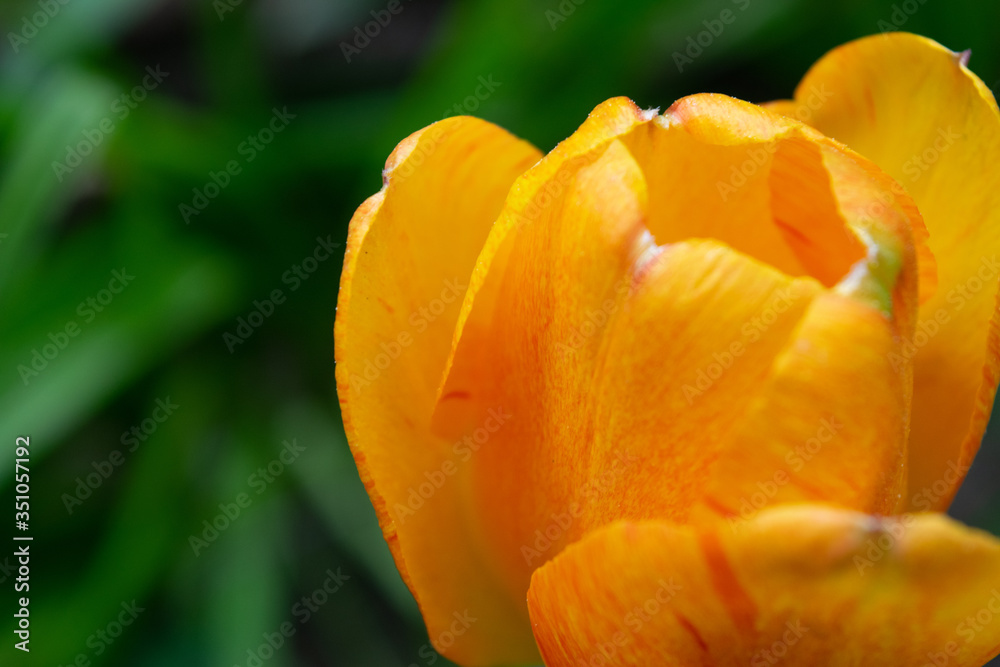 Orange tulips in the green grass. The first spring flowers. Close up. Orange tulips in the green grass. The first spring flowers. Close up.