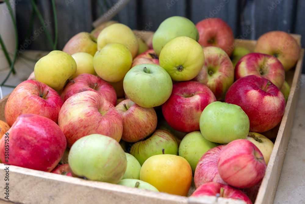 Green, red and yellow apples in a box. Autumn fruit harvest in the garden Green, red and yellow apples in a box. Autumn fruit harvest in the garden
