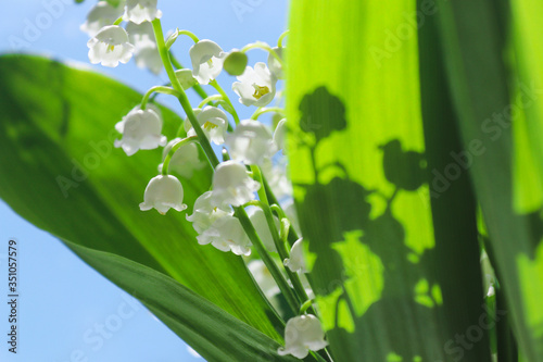 Beautiful lilies of the valley on a blue sky background on a sunny summer day. Floral background. Selective focus. Copy space for text