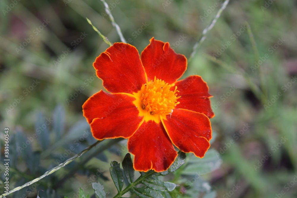 A lone marigold A lone marigold