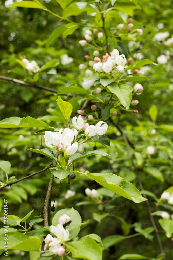 Wild apple tree flowers in the forest. Wild apple tree flowers in the forest.
