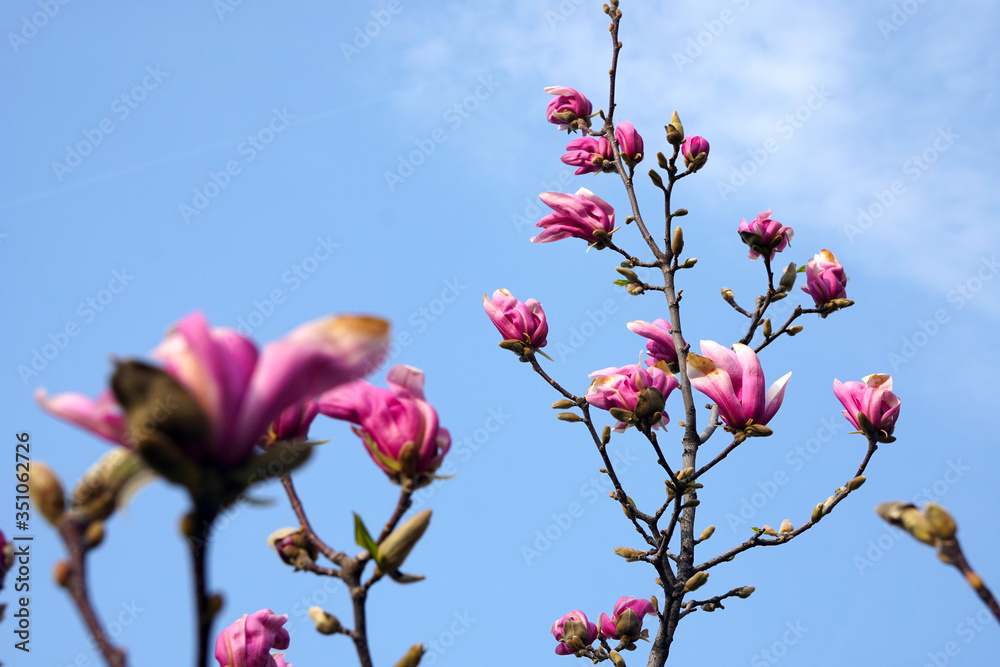 Magnolia tree in full blossom against blue sky in springtime Magnolia tree in full blossom against blue sky in springtime