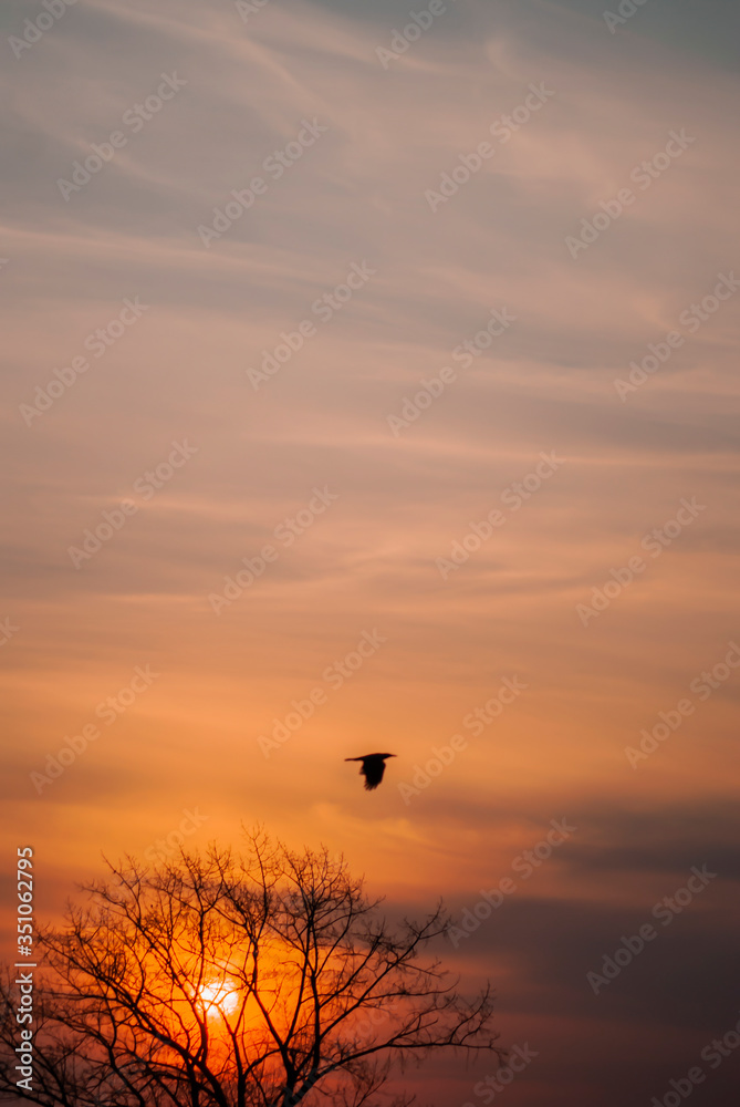 Sunset with bird and tree